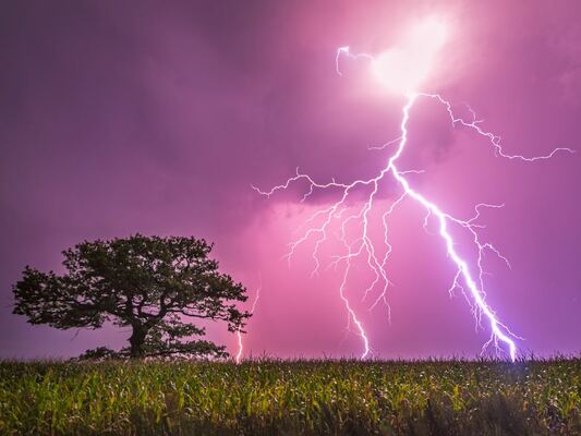 5 Expert Tips to Protect Your Trees from Severe Summer Storms