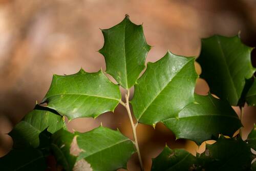 holly leaves