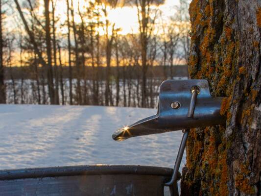 A Comprehensive Guide to Tapping Trees for Sap