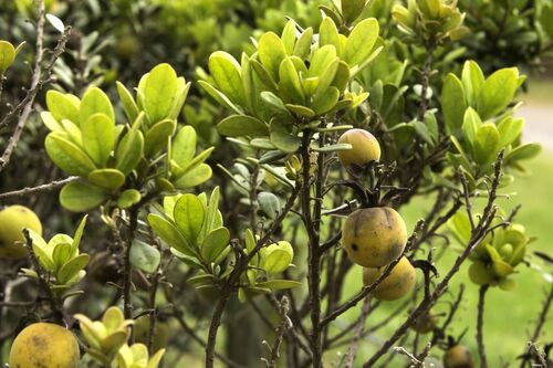 african star apple