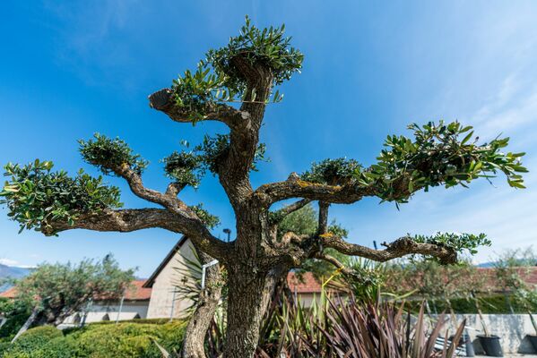 The Risks of Lion’s Tailing: Essential Tree Pruning Insights