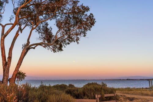 SF bay eucalyptus
