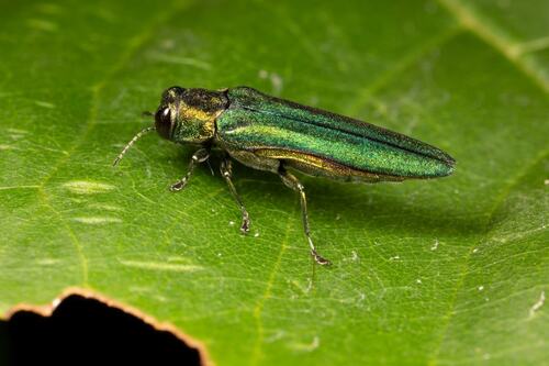 Metallic Green Beetle on Leaf