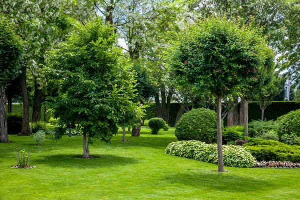 The 9 Best Tree Species for Outdoor Projects