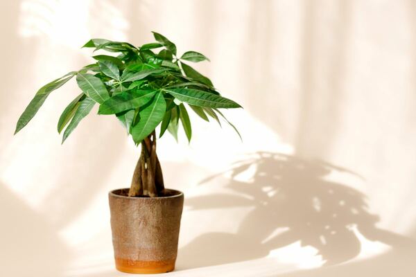 Money Trees: How To Grow, Trunk Thickening Techniques, and Braiding Tips