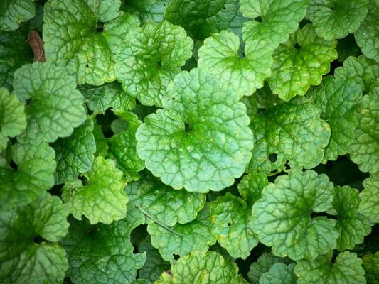 Getting Rid of Ground Ivy in Your Landscaping