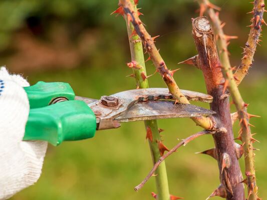 Pruning Roses in Late Winter: A Comprehensive Guide