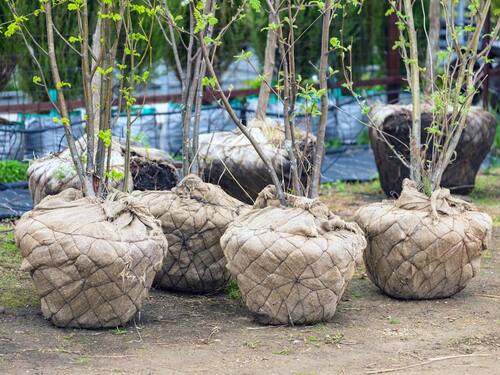 Trees Wrapped in Burlap for Winter Protection
