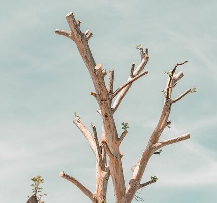 The Trouble with Topping Trees