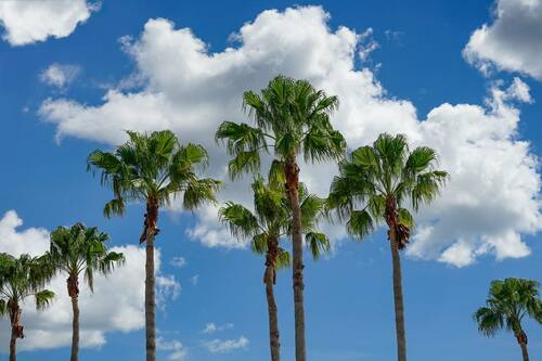  Lush Palm Trees in Sunny Weather