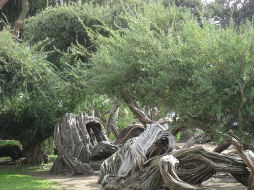 australian tea tree