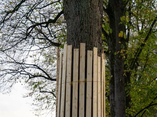 Tree Trunk Protected with Wooden Guard in Forest