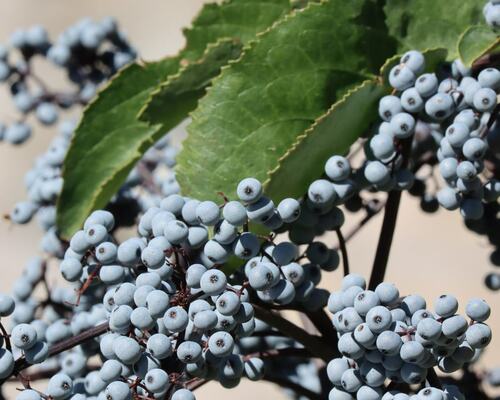 Close-Up of Blue Elderberries