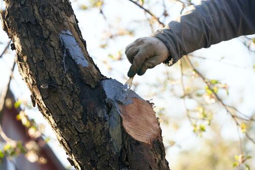 Controversial Use of Tree Wound Paint