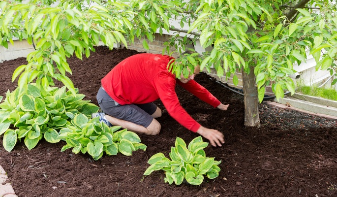 The Ultimate Guide to Choosing the Best Mulch for Your Trees