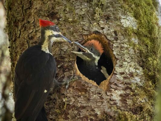 Best Trees for Urban Wildlife: Top 5 Species for 2024