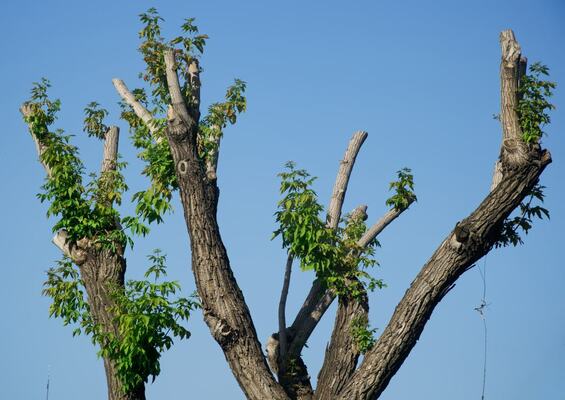 Rescuing Topped Trees: A Comprehensive Guide to Tree Recovery