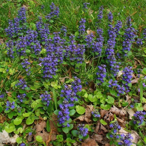 Ajuga Reptans 001