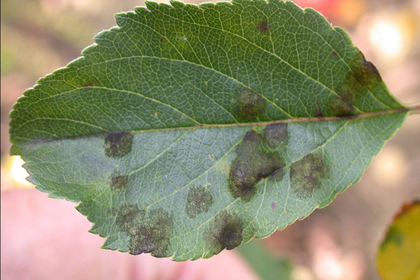 The Impact of Foliar Fungus