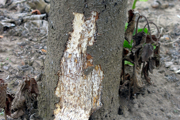Armillaria Root Rot—Its Bark Glows in the Dark!