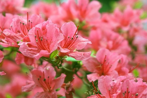 Vibrant Pink Azaleas in Bloom