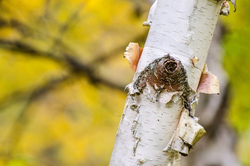 Birch Tree Peeling Birch Tree Peeling