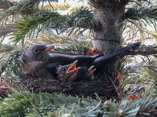 Blackbird Family in Pine Tree - Arborist Now