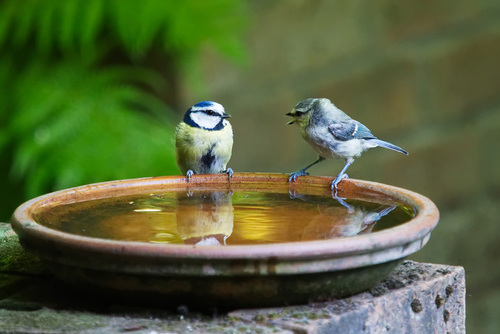 Birds at Water Dish - Arborist Now