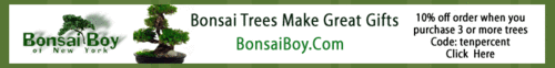 Bonsai Boy Of New York