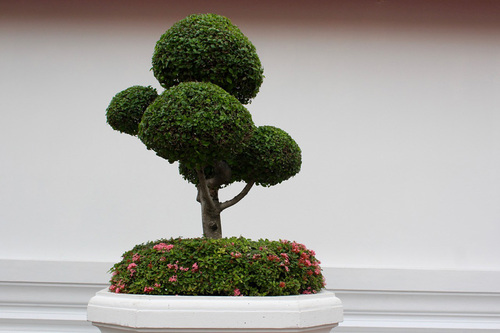 Bonsai Tree 1 Bonsai Tree 1