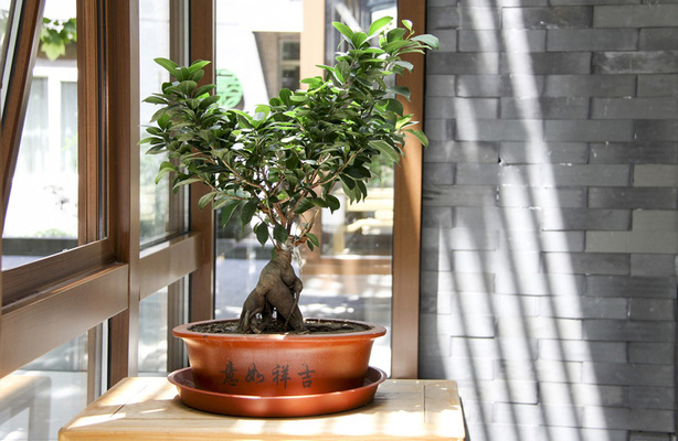 Bonsai Tree Kit
