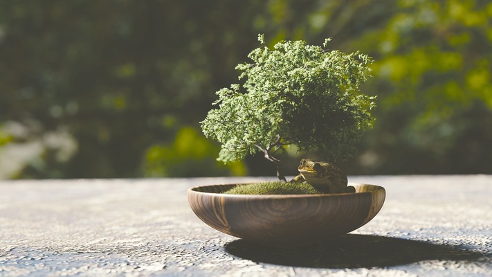 A Beginner’s Guide to Bonsai Trees