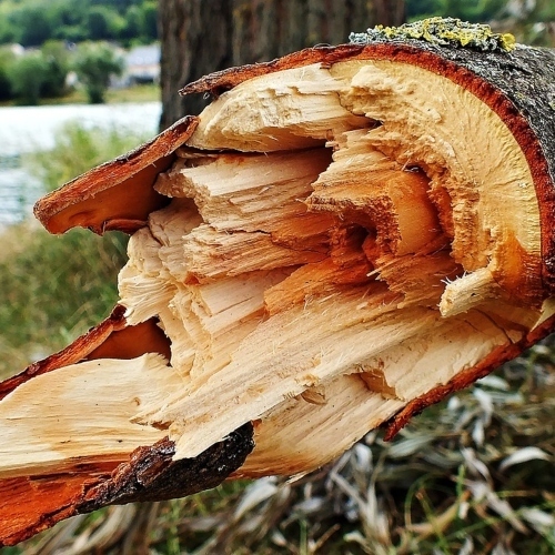 Broken Branch