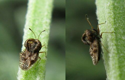 Identifying Lace Bugs on Plant Stems