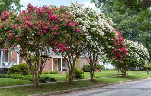 Crepe Myrtles Vase Like Trees Crepe Myrtles Vase Like Trees