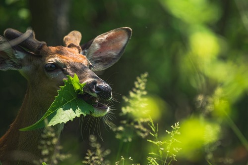 Deer Eating Tree Leaves Wildlife Damage Deer Eating Tree Leaves Wildlife Damage