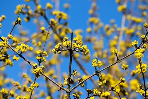 Dogwood Opposite Branching Dogwood Opposite Branching