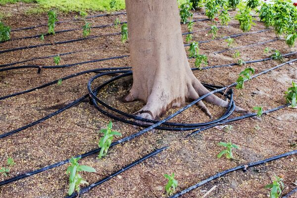 Should You Consider Drip Irrigation for Your Trees?