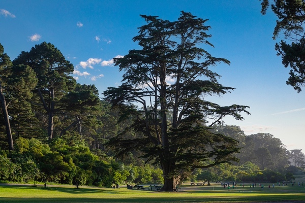 The Landscaping Genius of William Hammond Hall: Exploring the Cypress and Tea Trees of Golden Gate Park in San Francisco