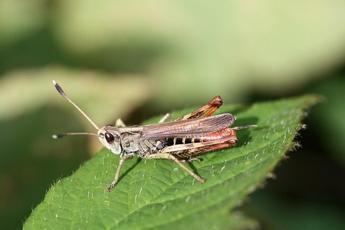 Grasshopper Pest Grasshopper Pest