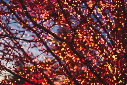 Holiday Lights Decorating Tree Holiday Lights Decorating Tree