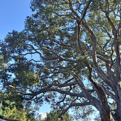 Tree Branching: What is Opposite Branching?