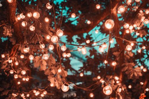 Lights In Tree Lights In Tree