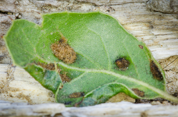 Pest of the Month: Biting Oak Mite