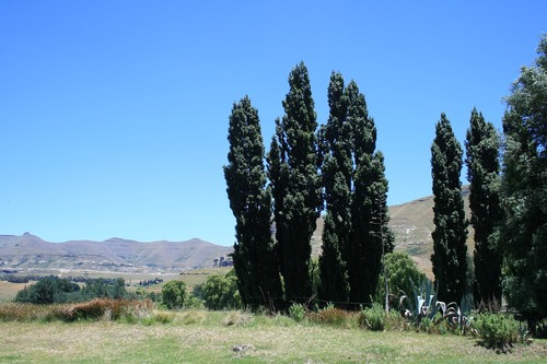 Lombardy Poplars Columnar Trees Lombardy Poplars Columnar Trees
