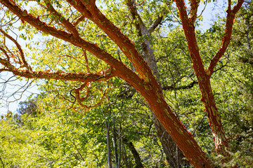 Madrone Tree Madrone Tree