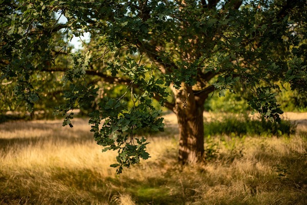 A Comprehensive Guide to Sudden Oak Death: Prevention, Symptoms, and Treatment