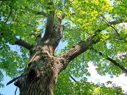 Tree Stress Symptoms: Identifying and Treating Common Signs of Tree Health Issues