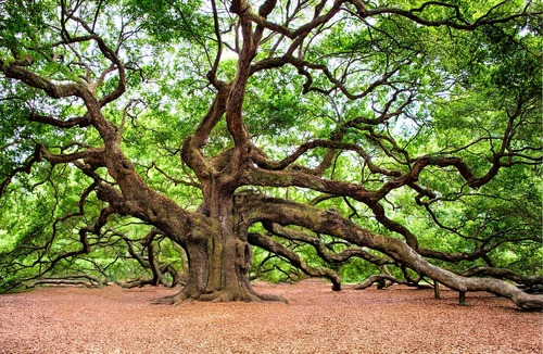 Old Live Oak Tree Old Live Oak Tree