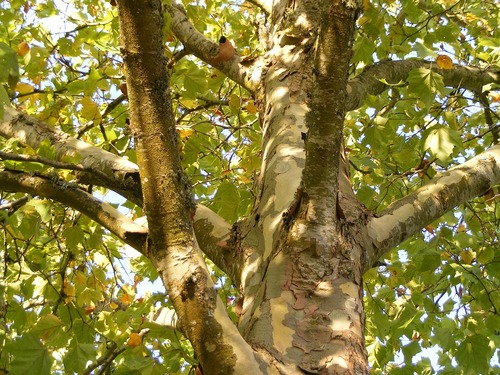 Plane Tree Plane Tree